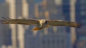 Pale Male soars above New York City